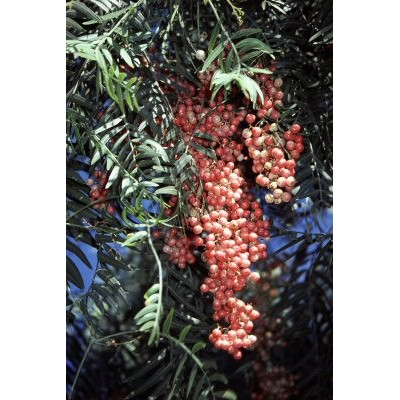 SCHINUS molle "Peruviánský pepřovec" 20 semen