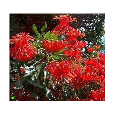 STENOCARPUS sinuatis 5 semen