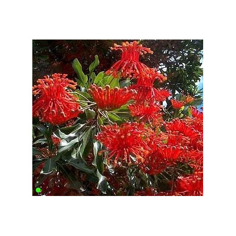 STENOCARPUS sinuatis 5 semen