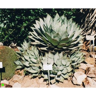 AGAVE havardiana "Chisos Agave" 10 semen