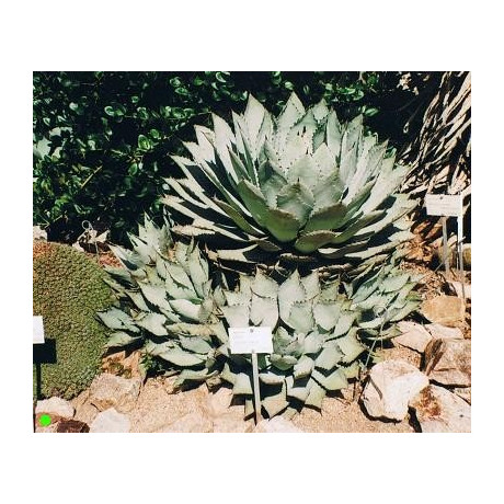 AGAVE havardiana "Chisos Agave" 10 semen