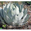 AGAVE parryi subsp. parryi 10 semen
