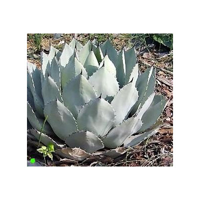 AGAVE parryi subsp. parryi 10 semen