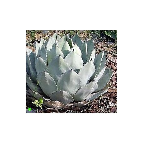 AGAVE parryi subsp. parryi 10 semen