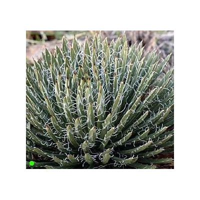 AGAVE toumeyana ssp.bella 5 semen