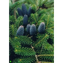 ABIES koreana 15 semen