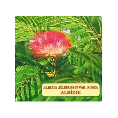 ALBIZIA julibrissin rosea 10 semen