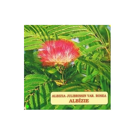 ALBIZIA julibrissin rosea 10 semen