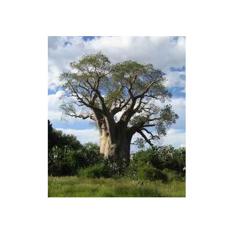 ADANSONIA za "Lahvový strom" 2 semena