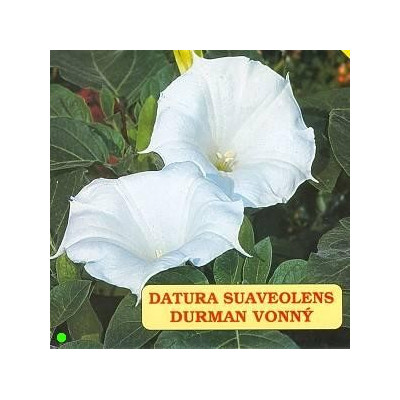DATURA suaveolens 15 semen