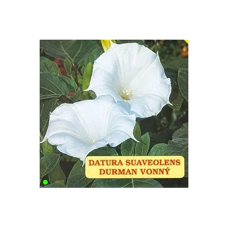 DATURA suaveolens 15 semen