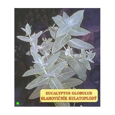 EUCALYPTUS globulus 20 semen