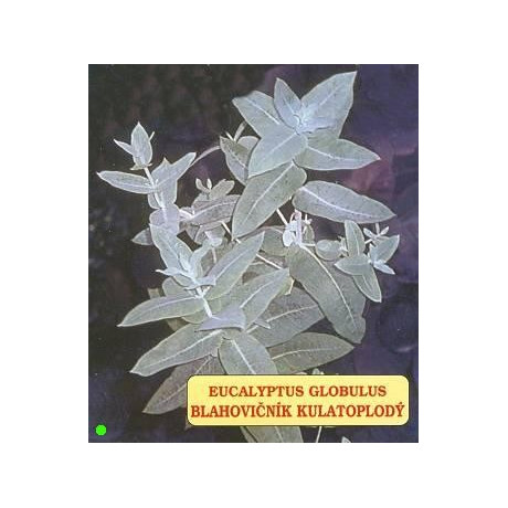 EUCALYPTUS globulus 20 semen