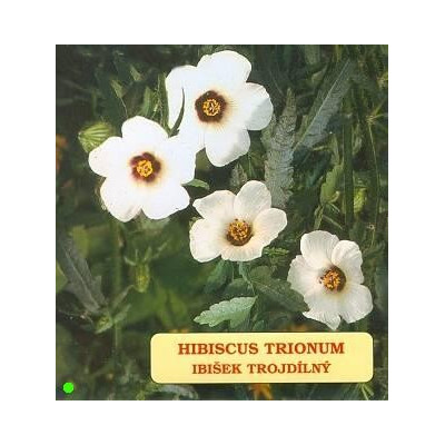 HIBISCUS trionum 30 semen