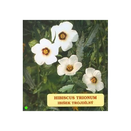 HIBISCUS trionum 30 semen