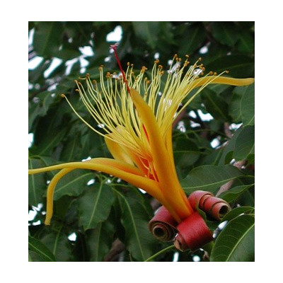 ADANSONIA za "Lahvový strom" 2 semena