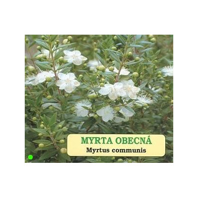 MYRTUS communis 10 semen