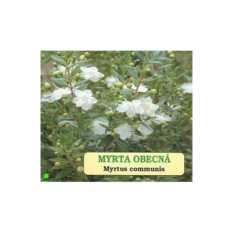 MYRTUS communis 10 semen