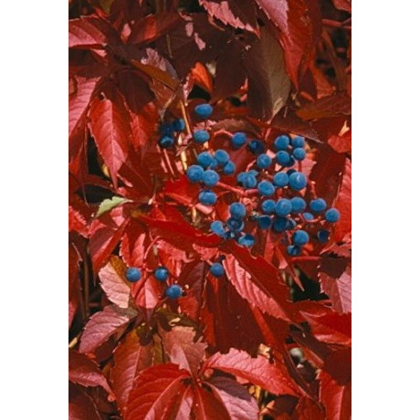 PARTENOCISSUS guinguefolia 15 semen