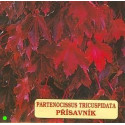 PARTENOCISSUS tricuspidata 15 semen
