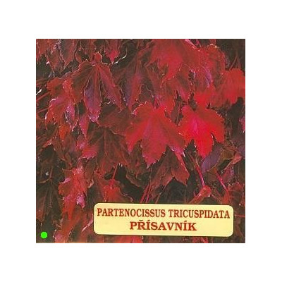 PARTENOCISSUS tricuspidata 15 semen
