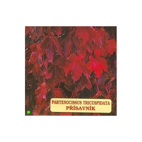 PARTENOCISSUS tricuspidata 15 semen