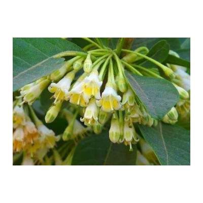 ACNISTUS arborescens "Australský zvonečkový keř" 10 semen