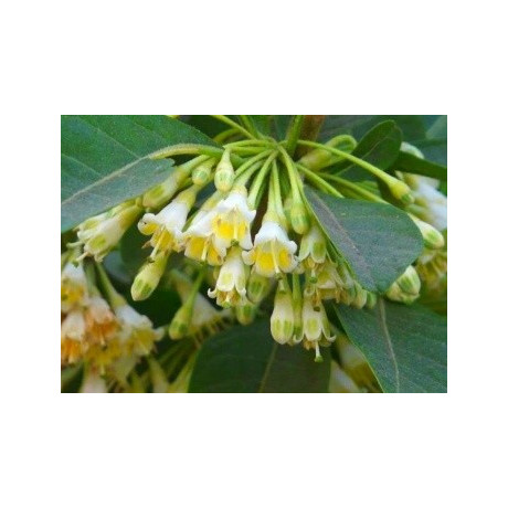 ACNISTUS arborescens "Australský zvonečkový keř" 10 semen