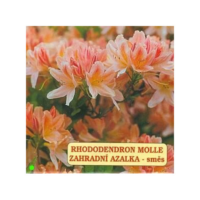 RHODODENDRON molle Mix 100 semen