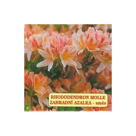 RHODODENDRON molle Mix 100 semen
