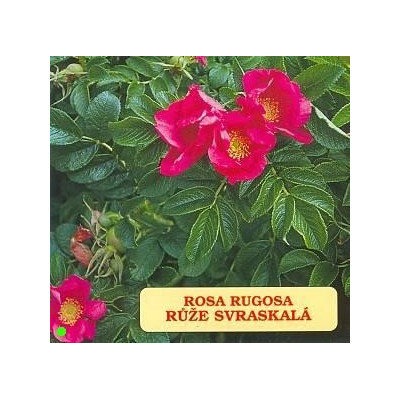 ROSA rugosa 50 semen