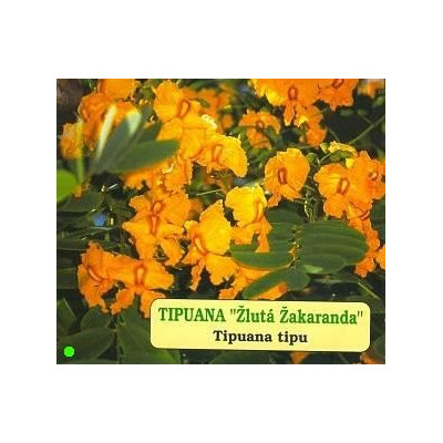 TIPUANA tipu "Žlutá Žakaranda" 3 semena