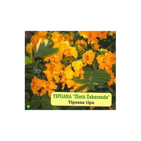 TIPUANA tipu "Žlutá Žakaranda" 3 semena