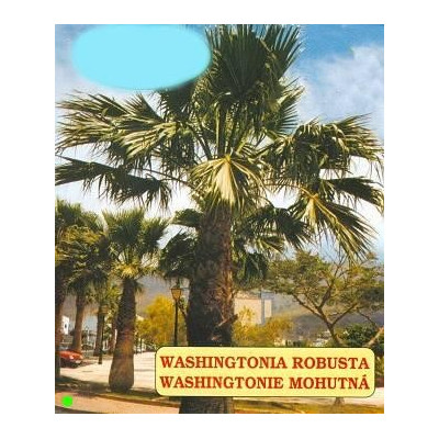 WASHINGTONIA robusta 5 semen