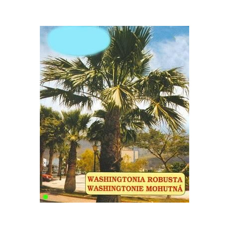 WASHINGTONIA robusta 5 semen