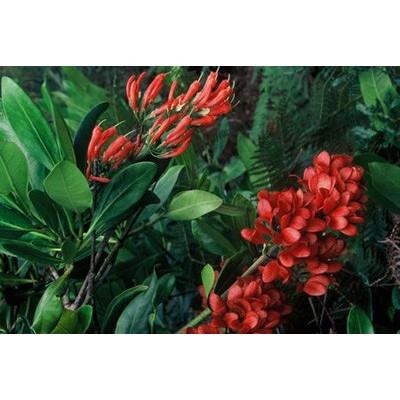 ALBERTA magna 5 semen