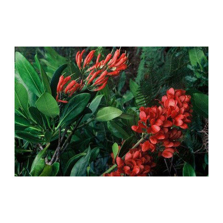 ALBERTA magna 5 semen