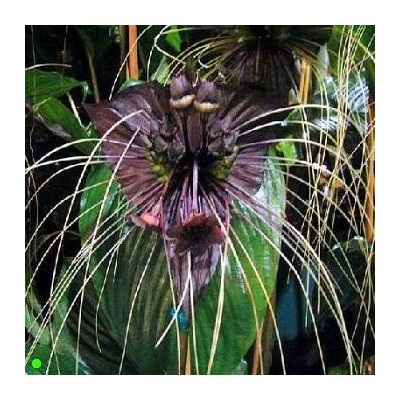 TACCA chantrieri "Devil flower" 5 semen