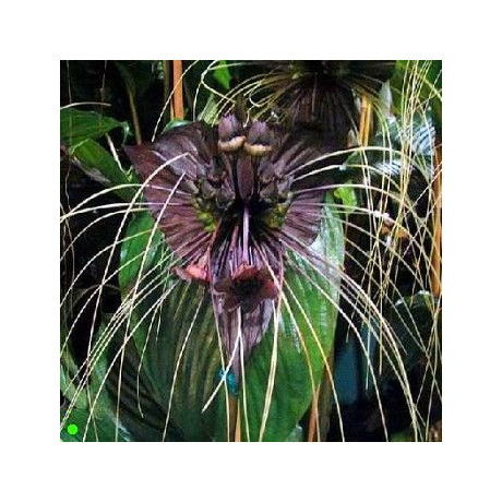 TACCA chantrieri "Devil flower" 5 semen