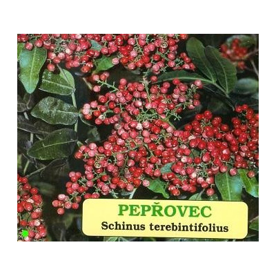 SCHINUS terebinthifolius "Brazilský pepřovec" 10 semen