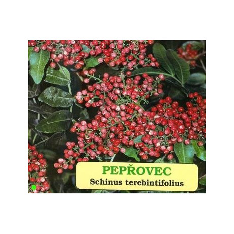 SCHINUS terebinthifolius "Brazilský pepřovec" 10 semen