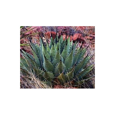 AGAVE parryi subsp. neomexicana "Mescal" 8 semen