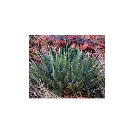 AGAVE parryi subsp. neomexicana "Mescal" 8 semen
