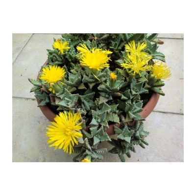 FAUCARIA tigrina ”Tygří tlamička” 10 semen