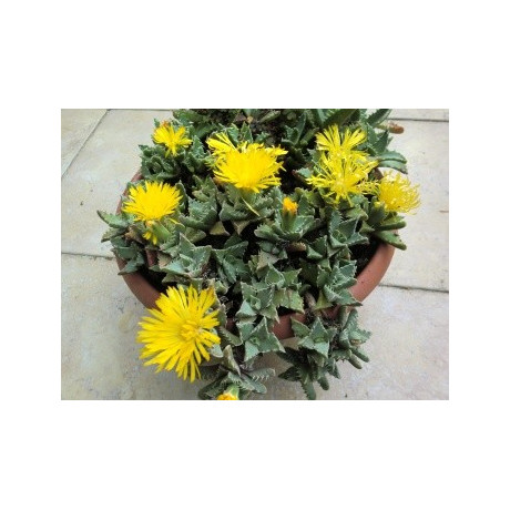 FAUCARIA tigrina ”Tygří tlamička” 20 semen