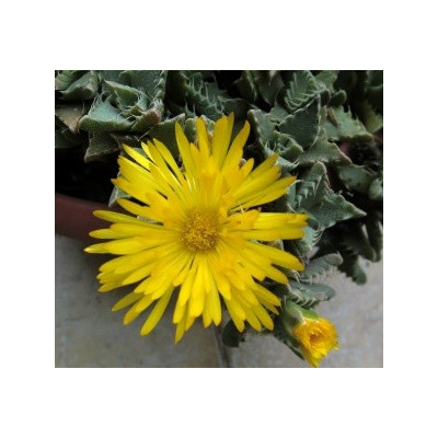 FAUCARIA tigrina ”Tygří tlamička” 20 semen