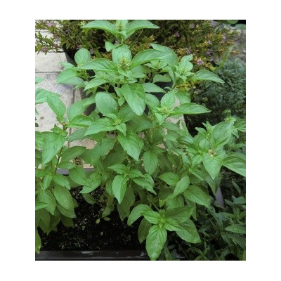 OCIMUM basilicum Citriodora 70 semen  