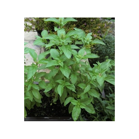 OCIMUM basilicum Citriodora 70 semen  
