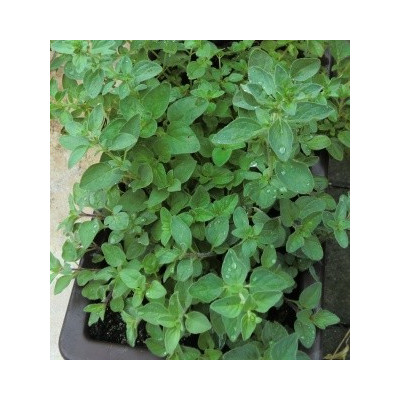 ORIGANUM vulgare hirtum 80 semen