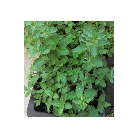 ORIGANUM vulgare hirtum 80 semen